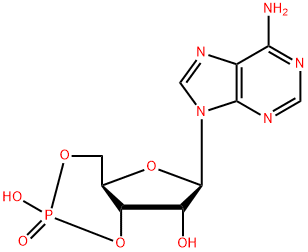 環(huán)磷腺苷