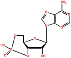 環(huán)磷腺苷