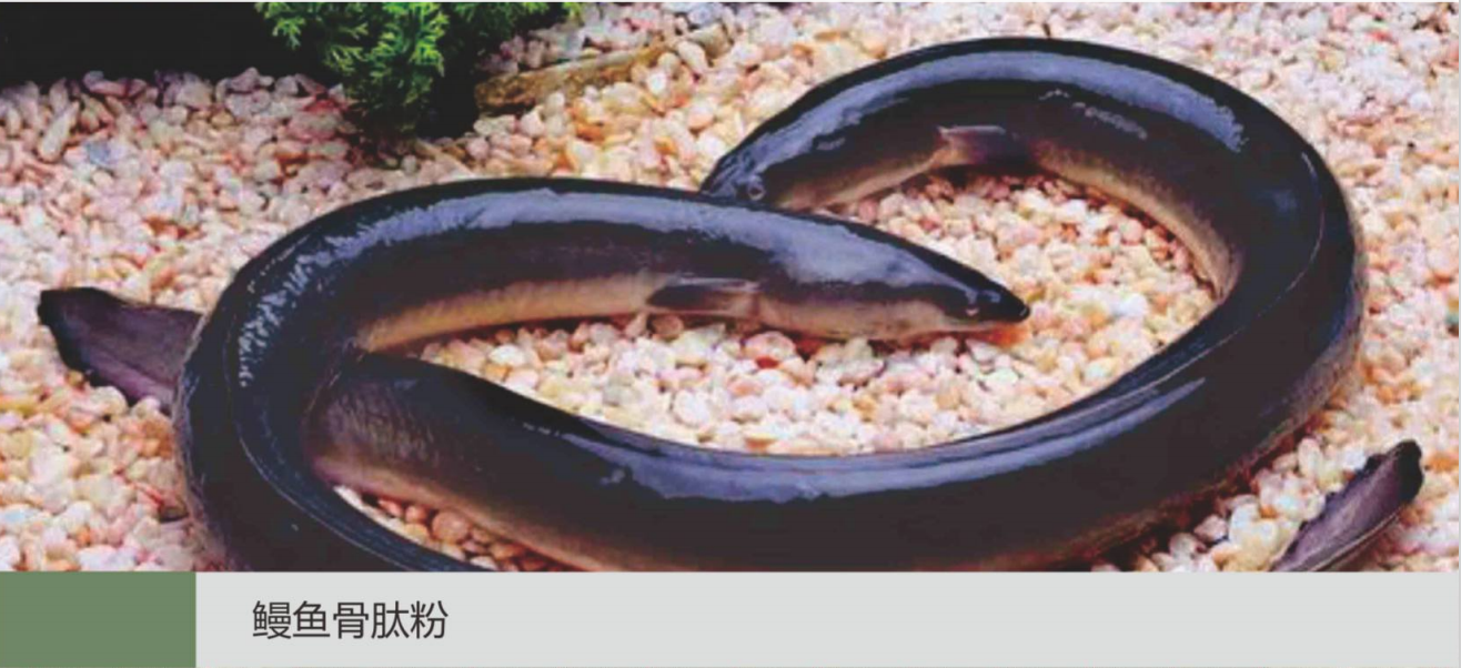 鰻魚骨肽粉