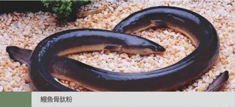 鳗鱼骨肽粉