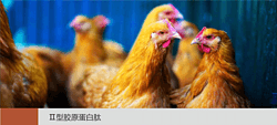 Ⅱ型胶原蛋白肽