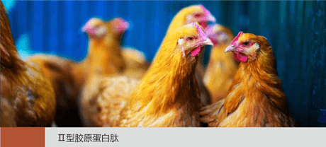 Ⅱ型胶原蛋白肽