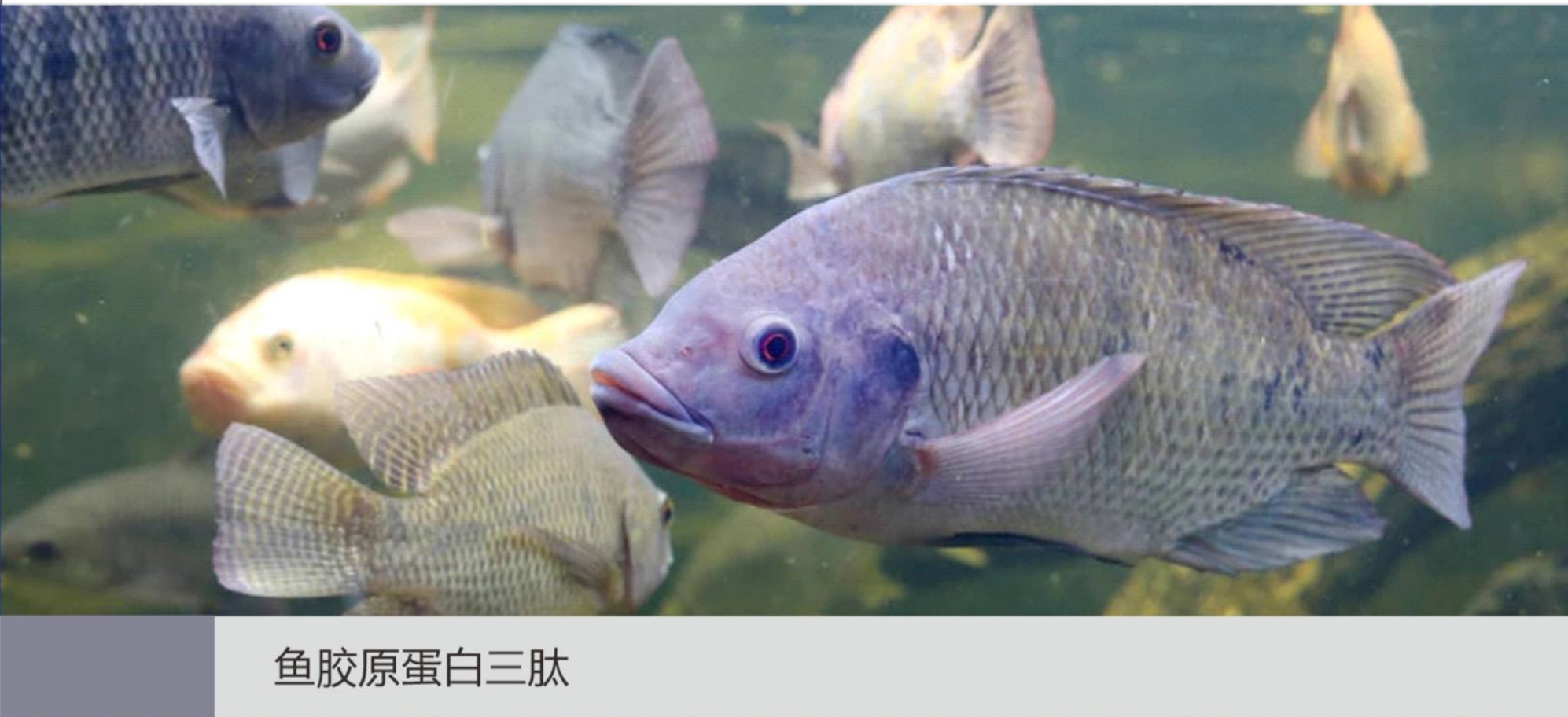 魚膠原蛋白三肽