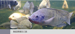 鱼胶原蛋白三肽