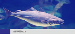 鱼胶原蛋白肽粉