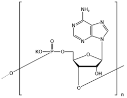 聚腺苷酸钾盐