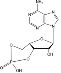 環(huán)磷腺苷