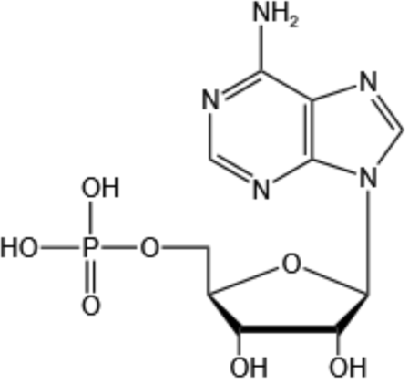 5'-腺苷酸-Adenosine 5'-monophosphate