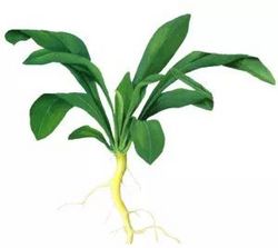 板藍(lán)根提取物