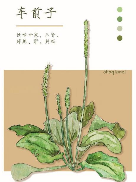 车前子提取物