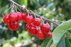 针叶樱桃提取物 2.5%维生素C