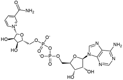 NAD β-烟酰胺腺嘌呤二核苷酸   氧化型辅酶I CAS 53-84-9