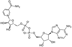 NAD β-煙酰胺腺嘌呤二核苷酸   氧化型輔酶I CAS 53-84-9