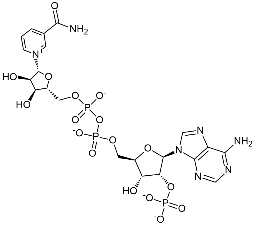 NADP-2Na+ β-烟酰胺腺嘌呤二核苷酸磷酸二钠盐 辅酶II二钠  CAS 24292-60-2