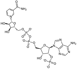 NADP-2Na+ β-煙酰胺腺嘌呤二核苷酸磷酸二鈉鹽 輔酶II二鈉  CAS 24292-60-2