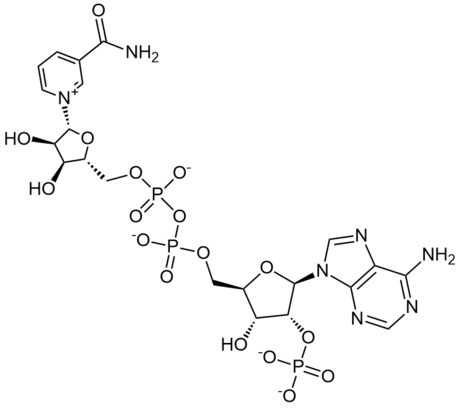 NADP-2Na+ β-烟酰胺腺嘌呤二核苷酸磷酸二钠盐 辅酶II二钠  CAS 24292-60-2