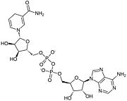 NADH 还原型烟酰胺腺嘌呤二核苷酸二钠盐   还原型辅酶I CAS 606-68-8