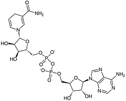 NADH 还原型烟酰胺腺嘌呤二核苷酸二钠盐   还原型辅酶I CAS 606-68-8