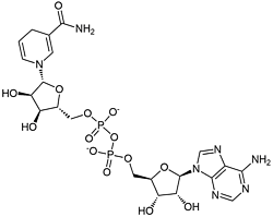 NADH 還原型煙酰胺腺嘌呤二核苷酸二鈉鹽   還原型輔酶I CAS 606-68-8