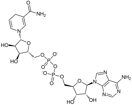 NADH 还原型烟酰胺腺嘌呤二核苷酸二钠盐   还原型辅酶I CAS 606-68-8