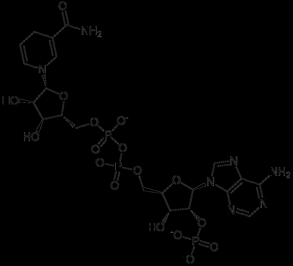 NADPH-4Na+  还原型β-烟酰胺腺嘌呤二核苷酸磷酸四钠盐 还原型辅酶II  CAS  2646-71-1, 42934-87-2