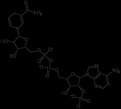 NADPH-4Na+  还原型β-烟酰胺腺嘌呤二核苷酸磷酸四钠盐 还原型辅酶II  CAS  2646-71-1, 42934-87-2