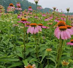 紫锥菊提取物 紫锥菊多酚4% 菊苣酸2%-4% 西安萃源生物