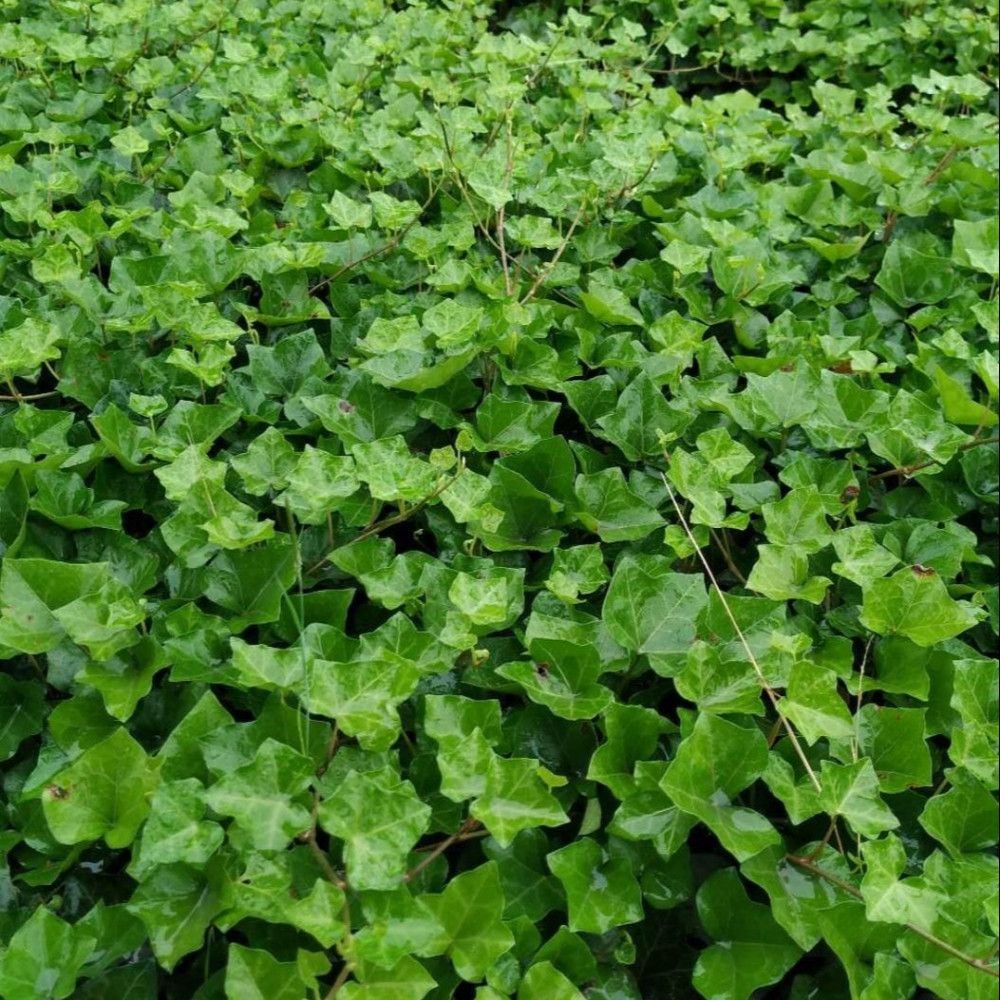 常春藤提取物 常春藤甙C3%-10% 常春藤皂甙元 西安萃源生物