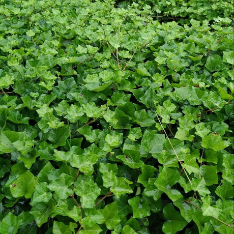 常春藤提取物 常春藤甙C3%-10% 常春藤皂甙元 西安萃源生物