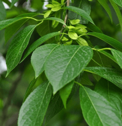 杜仲叶提取物5%-98%绿原酸  西安萃源生物