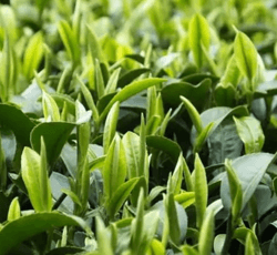 綠茶提取物EGCG茶多酚兒茶素茶氨酸速溶綠茶粉抹茶粉