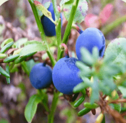 蓝莓提取物