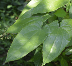 淫羊藿单甙10%-98%淫羊藿提取物 淫羊藿苷