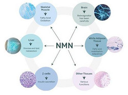 nicotinamide mononucleotide（烟酰胺单核苷酸）