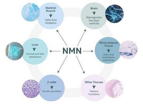 nicotinamide mononucleotide（烟酰胺单核苷酸）