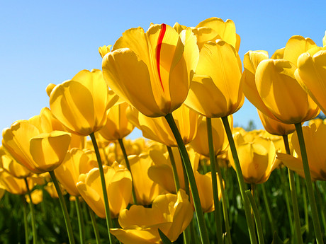 NAD