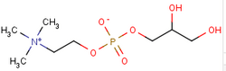 甘油磷酰胆碱;甘磷酸胆碱；GPC