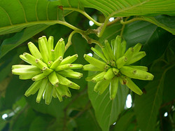 喜樹(shù)堿