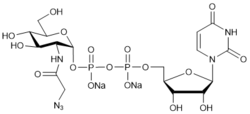 UDP-GlcNAz.2Na