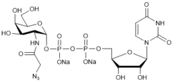 UDP-GalNAz.2Na