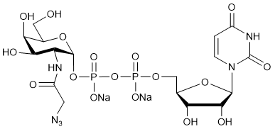UDP-GalNAz.2Na
