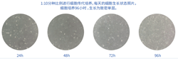 Vero细胞Pesche系列无血清培养基