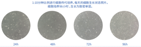 Vero细胞Pesche系列无血清培养基