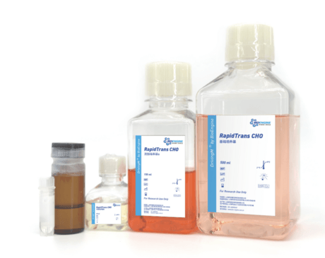 RapidTrans CHO蛋白表达试剂盒 (CHO瞬转)