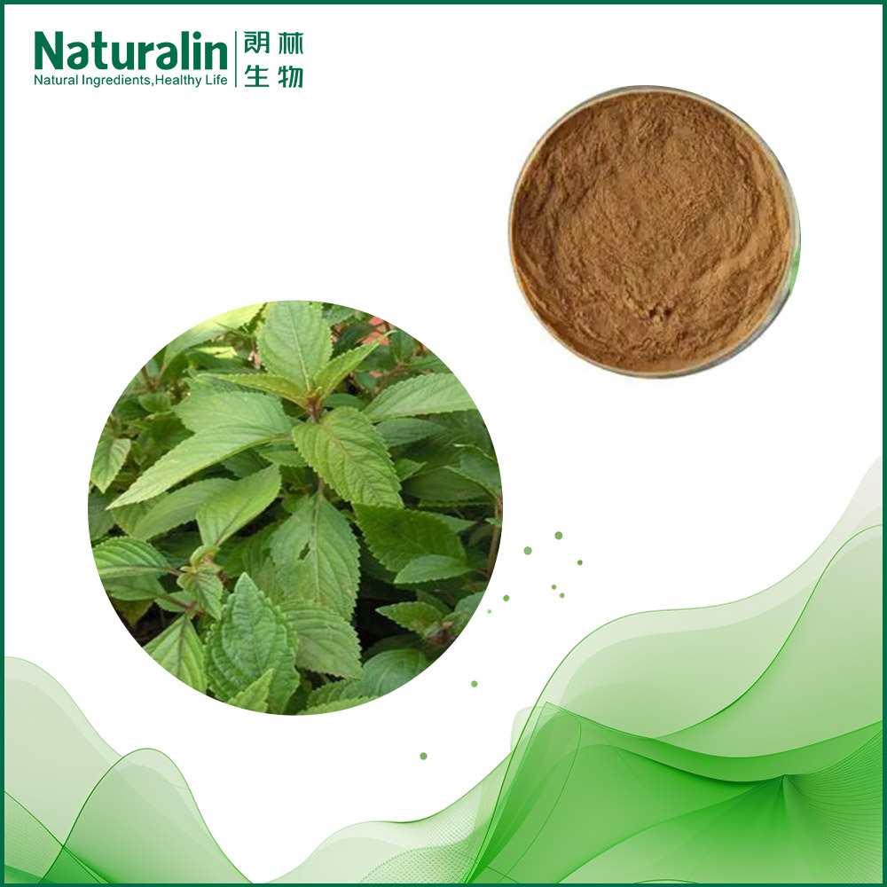 香茶菜提取物