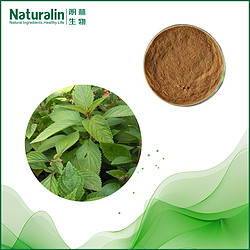 香茶菜提取物