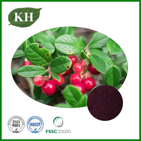 Bilberry Extract