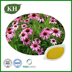 Echinacea Purpurea Extract