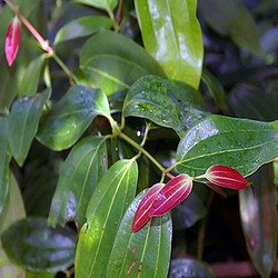 天然肉桂提取物多酚多酚聚合物