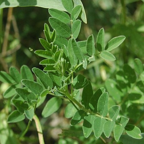 天然黄芪提取物黄芪甲苷黄芪多糖